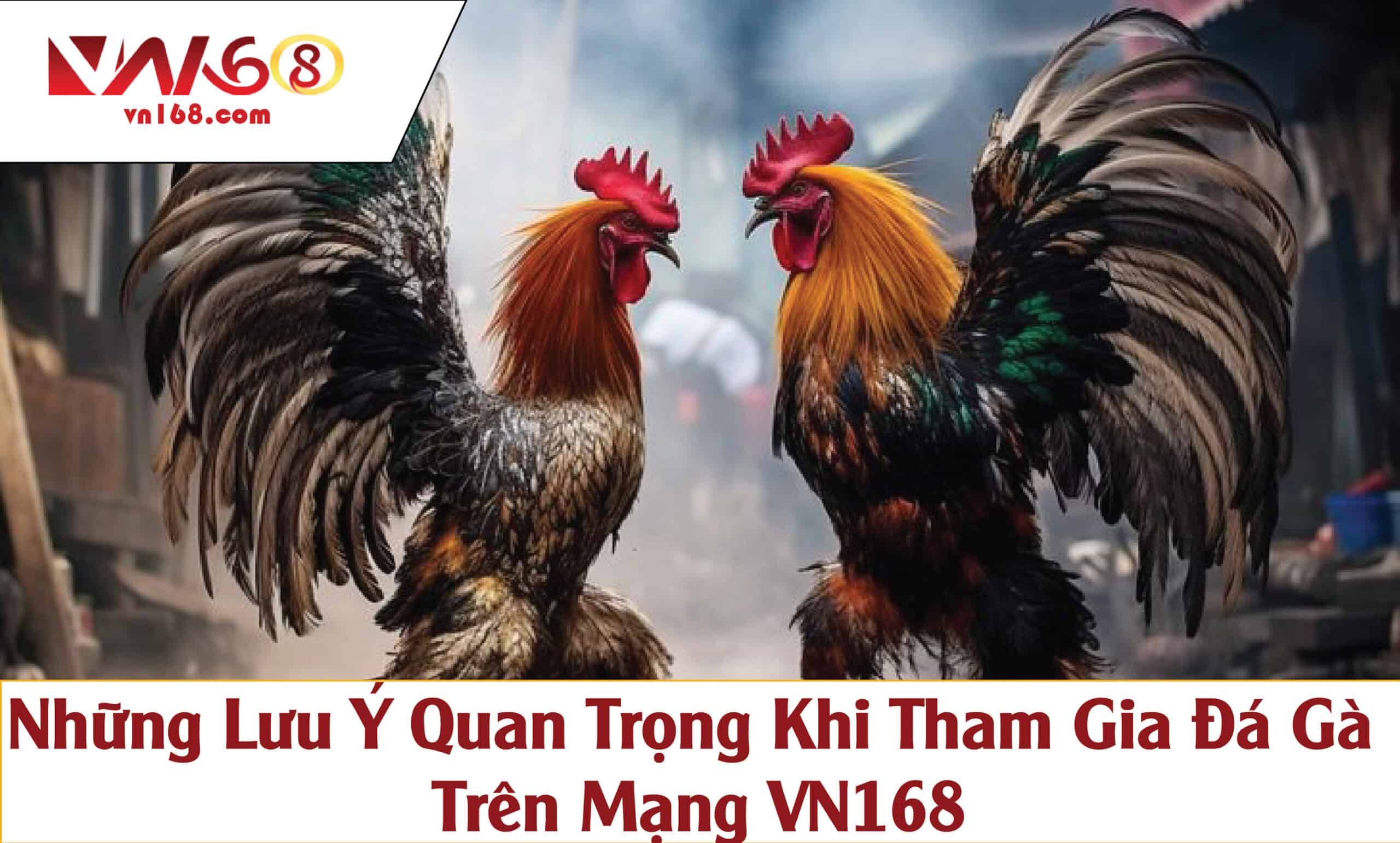 Những Lưu Ý Quan Trọng Khi Tham Gia Đá Gà Trên Mạng VN168